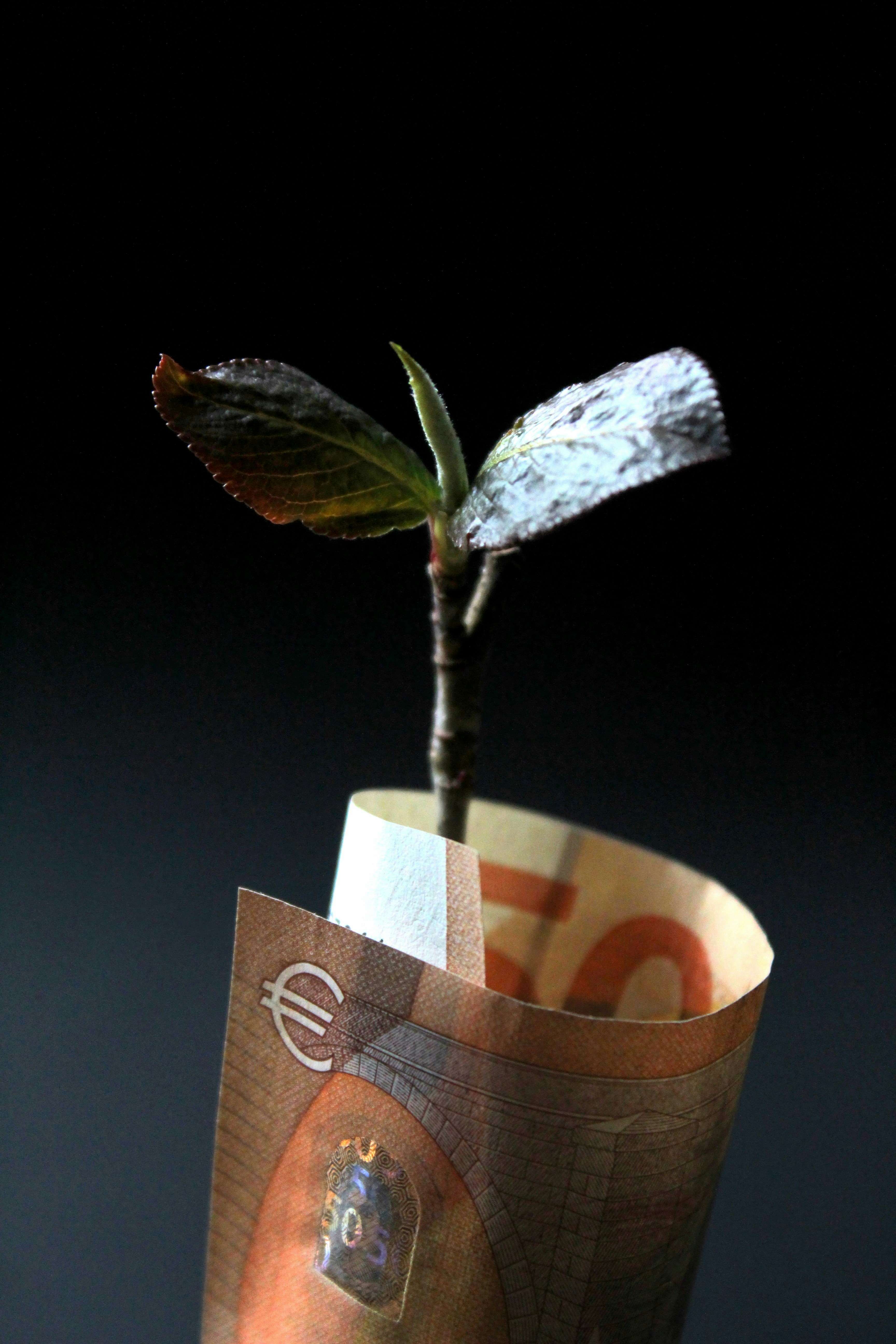 plant grow in currency note