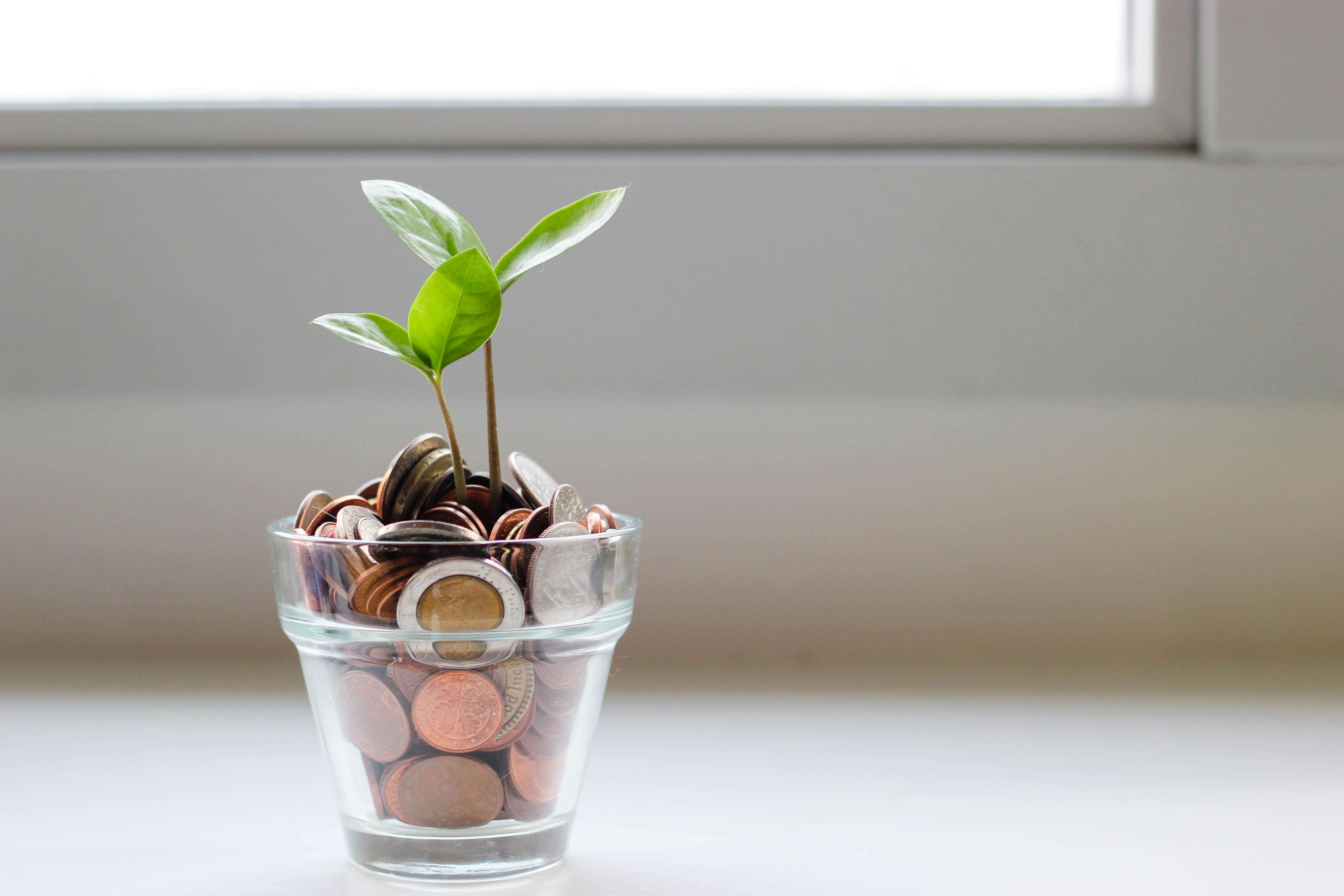 Concept of savings account, coins with a little growing plant
