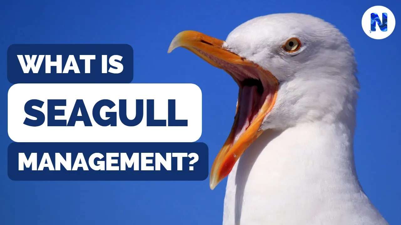 Seagull Leadership Style